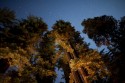 looking up at night
