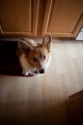 louie in the kitchen