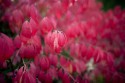 deep red burning bush at kubota garden