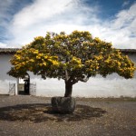 hacienda zuleta cordia lutea - yellow geiger tree?