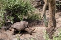RIP Lonesome George