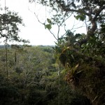 the ecuadorian amazon: an owl, monkeys, piranhas, and a night hike with insects and snakes