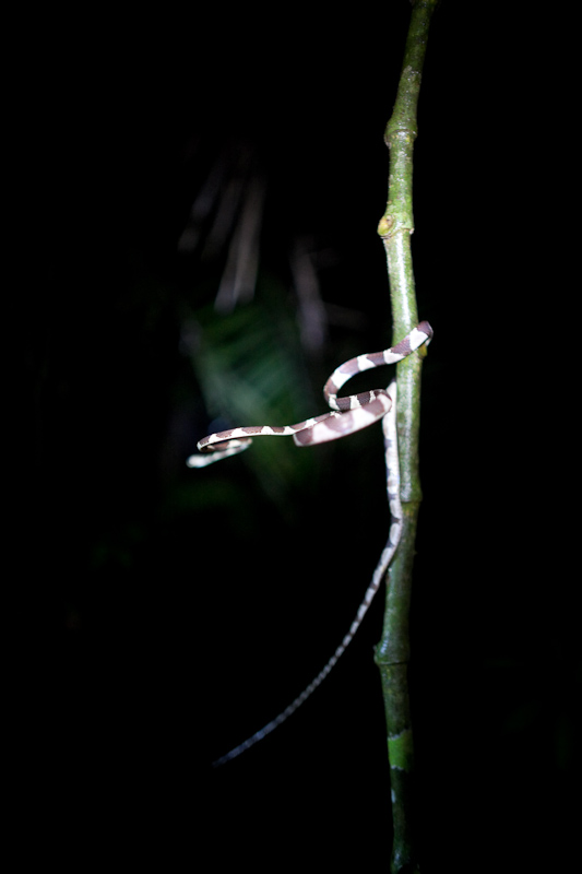 Perhaps the bluntheaded tree snake