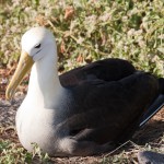 waved albatross aka galapagos albatross