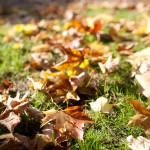autumn leaves in west seattle